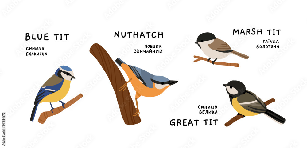 Naklejka premium Ukrainian Winter Birds Collection - Blue Tit Nuthatch Marsh Tit Great Tit. Common Backyard Garden Birds Vector Illustration Set. European Eastern European Wildlife Nature Education