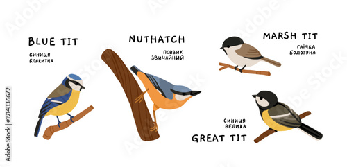 Ukrainian Winter Birds Collection - Blue Tit Nuthatch Marsh Tit Great Tit. Common Backyard Garden Birds Vector Illustration Set. European Eastern European Wildlife Nature Education