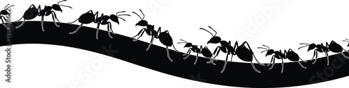 Black silhouette of a line of ants crawling along a curved branch or trail isolated on a white background for nature and teamwork concepts.