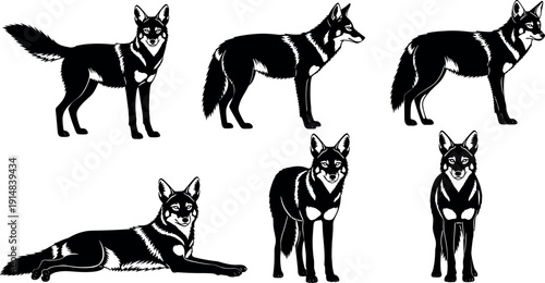 Black and white fox illustration set, realistic wild animal poses collection, standing sitting lying vector isolated on white