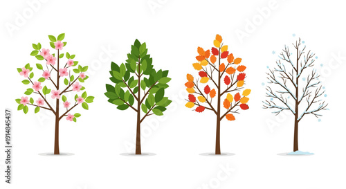 Four Seasons Tree Illustration: Spring, Summer, Autumn, Winter