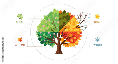 Tree showing four seasons: spring, summer, autumn, winter. Cycle of nature.