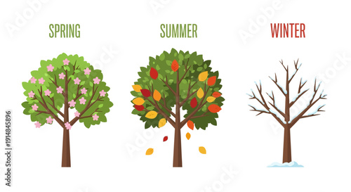 Seasons Change: Spring, Summer, and Winter Tree Transformations