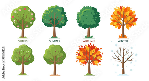 Four Seasons Tree Cycle: Spring, Summer, Autumn, Winter