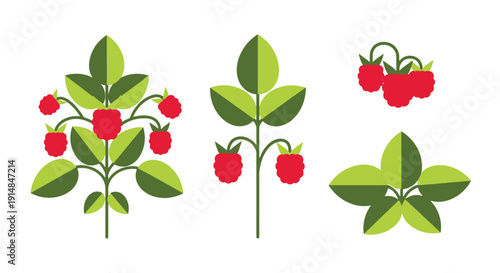 Raspberry Plant Line abstract clean tone illustration