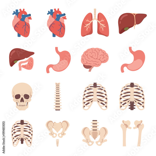 Human Anatomy Icons: Organs, Skeleton, Brain, Lungs, Heart, Stomach, Liver, Ribs