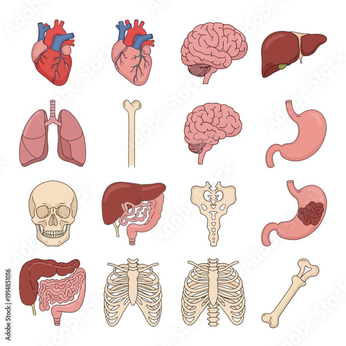 Human Anatomy Collection: Organs, Skeleton, Brain, Heart, Lungs, Stomach, Liver, Skull