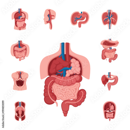 Human Anatomy Organs Internal Body Systems Medical Illustration Set
