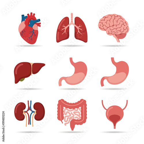 Human Organs Set: Heart, Lungs, Brain, Liver, Stomach, Kidneys, Intestines, Bladder