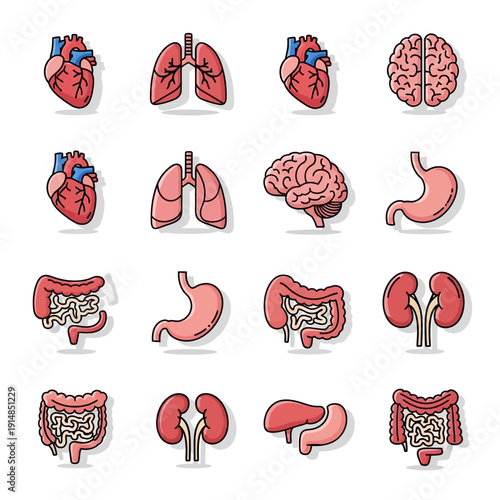 Human Organs Set: Heart, Lungs, Brain, Stomach, Kidneys, Intestines - Vector Icons