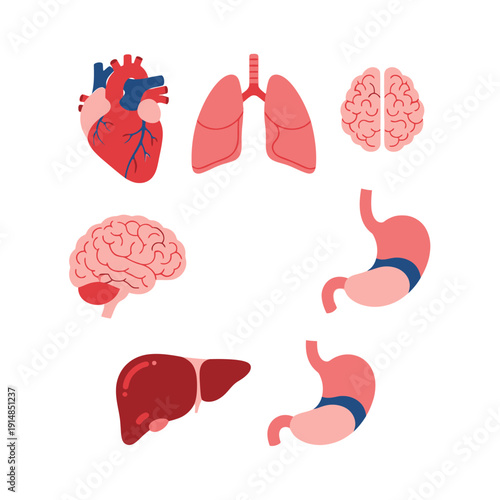 Human Organs Set: Heart, Lungs, Brain, Stomach, Liver - Medical Illustration