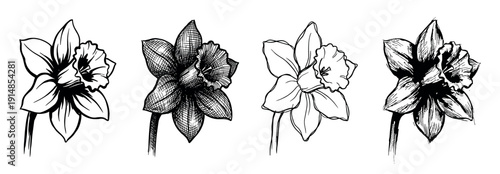 Set of four hand-drawn daffodil flower illustrations in a black and white ink sketch style, showcasing variations from simple line art to detailed cross-hatching