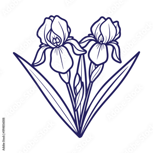An illustration showcases the delicate beauty of iris, their petals unfurling in graceful symmetry, surrounded by elegant green leaves