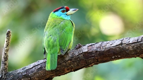 Blue-throated barbet