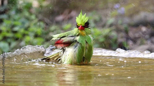 Common green magpie