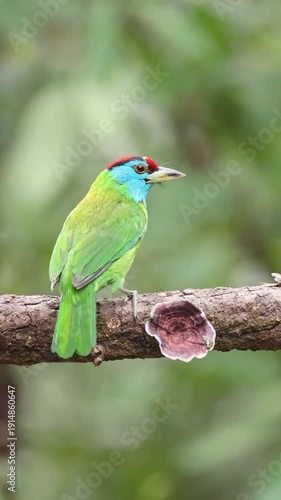 Blue-throated barbet