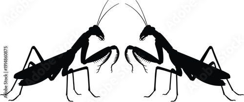 Twin Praying Mantis Silhouettes Facing Each Other, Symmetrical Insect Illustration Isolated on White Background for Nature Design