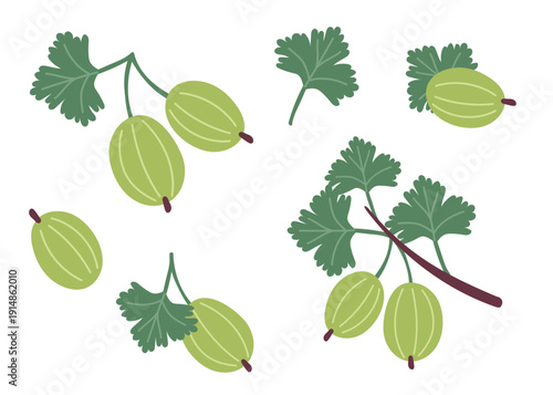 Set of gooseberries isolated on white background. Vector flat cliparts.