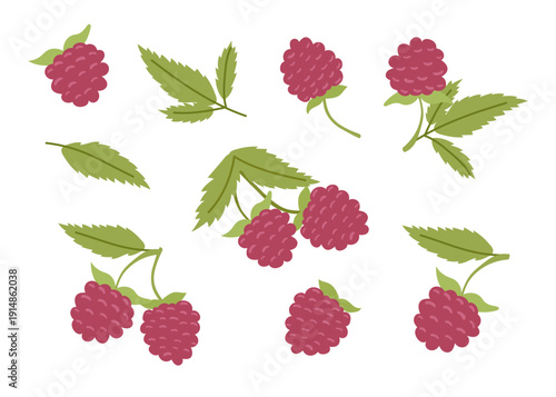 Set of raspberries isolated on white background. Vector flat cliparts.