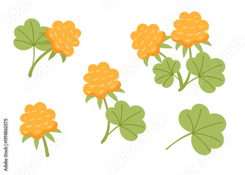 Set of cloudberries isolated on white background. Vector flat cliparts.