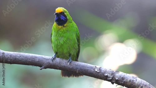 Golden-fronted leafbird