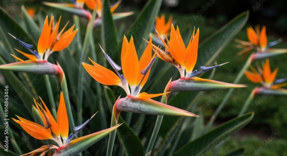 Fototapeta premium Cluster of vibrant orange bird-of-paradise flowers with blue accents and lush green foliage