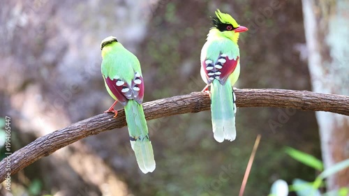 Common green magpie