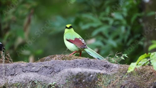 Common green magpie