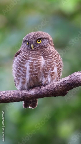 Asian barred owlet