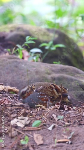 Rufous-throated partridge