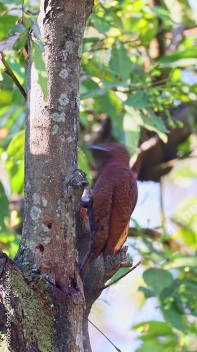 Rufous woodpecker
