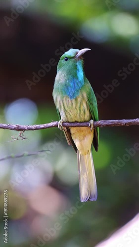 Blue-bearded bee-eater