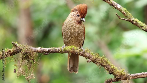 Striated laughingthrush