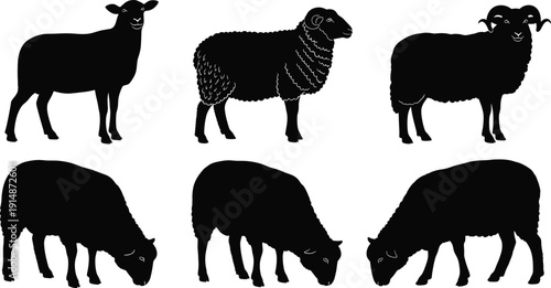 Sheep silhouette set illustration, farm animal collection, grazing livestock poses, black white vector, flavector