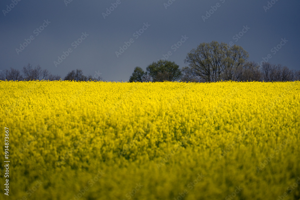 Fototapeta premium Yellow rapeseed fields in bloom in a storm