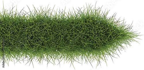 Green Grass Isolated on White Background