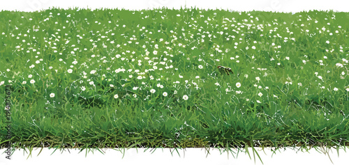 Green Grass with Small White Flowers Isolated on White