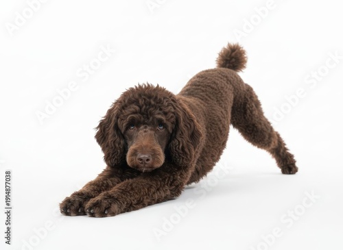 Wallpaper Mural A brown poodle in downward dog pose, stretching its legs and tail against a clean and simple solid background. Torontodigital.ca