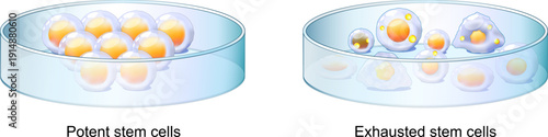 Petri dish with Stem cells culture. Youthful Potent stem cells and exhausted stem cells. hallmark of biological aging