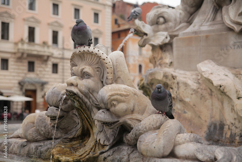 Photography close up of pigions sitting on pantheon fountain in rome italy