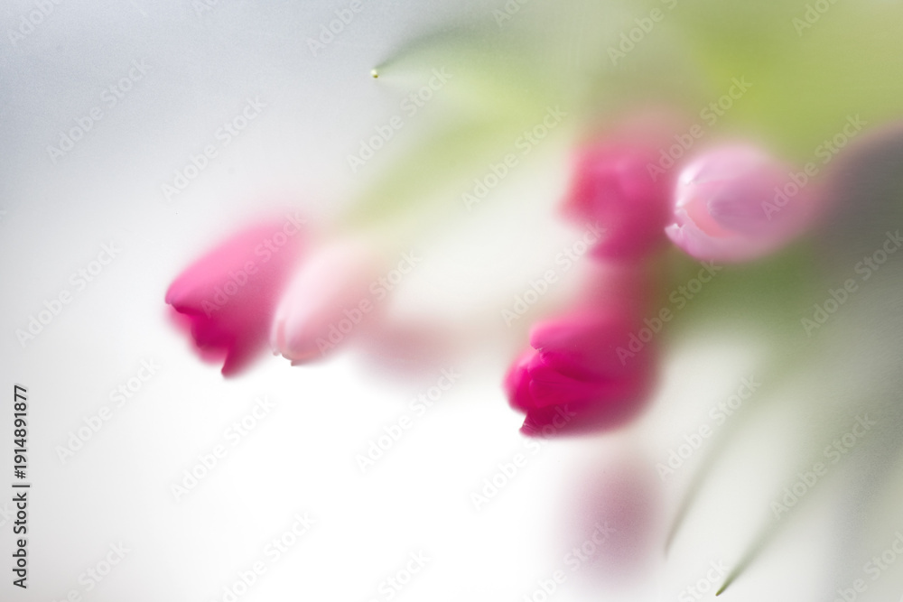 Fototapeta premium Tulips flowers, floral art design. Nature abstract bouquet through matte glass, art background, beauty flowers blurred backdrop. Watercolor holiday greeting card, soft focus. Colorful tulip flowers