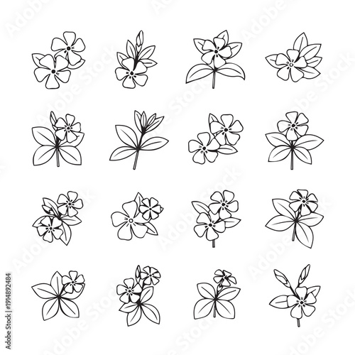 Periwinkle Flower Line Art Collection: Botanical Illustrations of Vinca Minor Blossoms