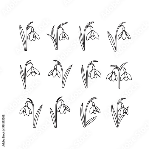 Snowdrop Flowers Line Art Collection, Spring Awakening, Delicate Botanical Illustrations, Stock Media