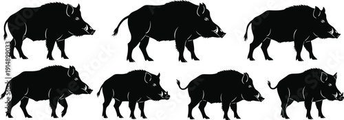 Wild boar silhouettes collection showing walking poses isolated on white background wildlife animal vector illustration set for hunting nature forest design use