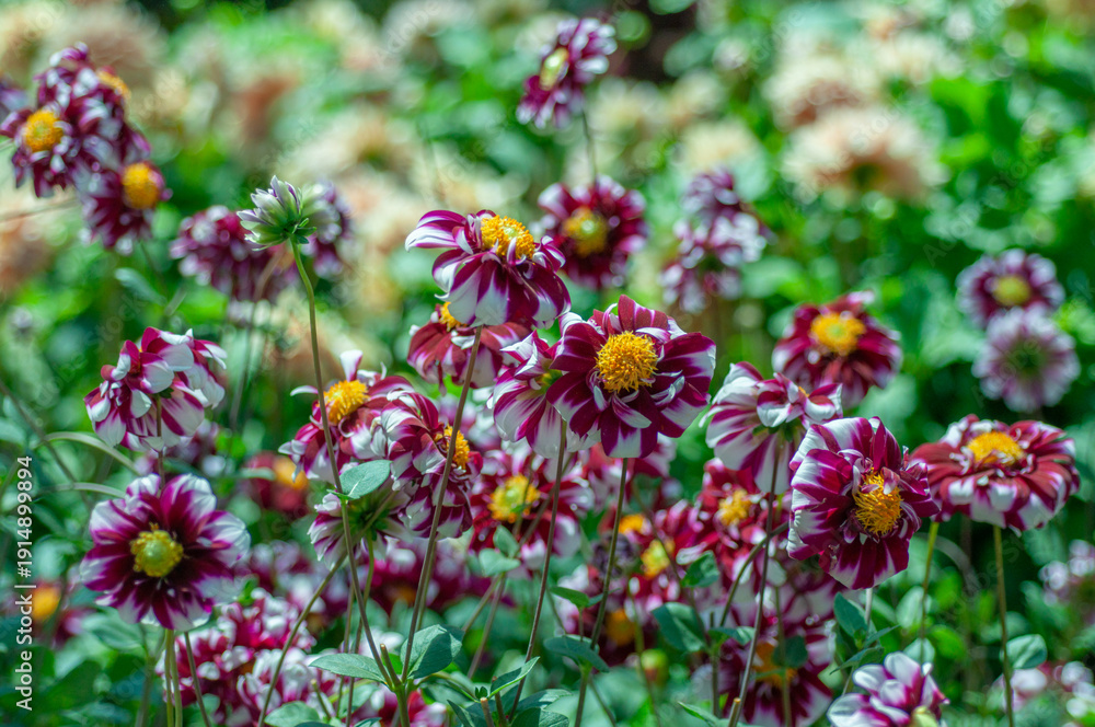 Obraz premium Dahlia pinnata flower bed with white and dark pink blossoms, outdoor nursery cultivation scene. A garden full of multicoloured flowers. Green leaves and stems, summer garden background.