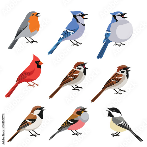 Set of Colorful Bird Illustrations