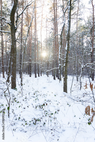 Dübener Heide in winter, Germany, Delitzsch