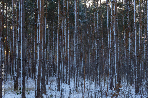 Dübener Heide in winter, Germany, Delitzsch