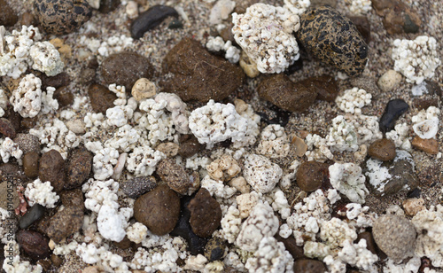 Gran Canaria, El Confital beach on the edge of Las Palmas de Gran Canaria, mixture of small pebbles, shells and coral-looking Rhodolith algae
