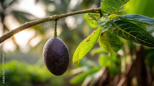 A single dark ripe persimmon fruit hanging from a leafy green branch in natural sunlight